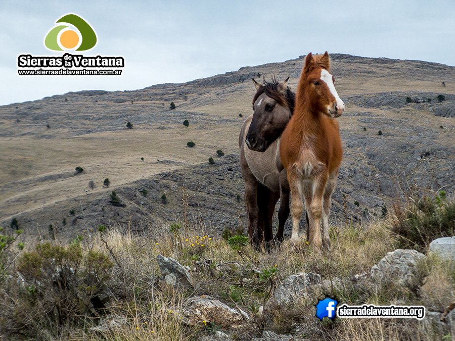 Caballos salvajes en Sierra de la Ventana