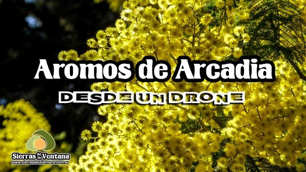 Aromos en Villa Arcadia de Sierra de la Ventana