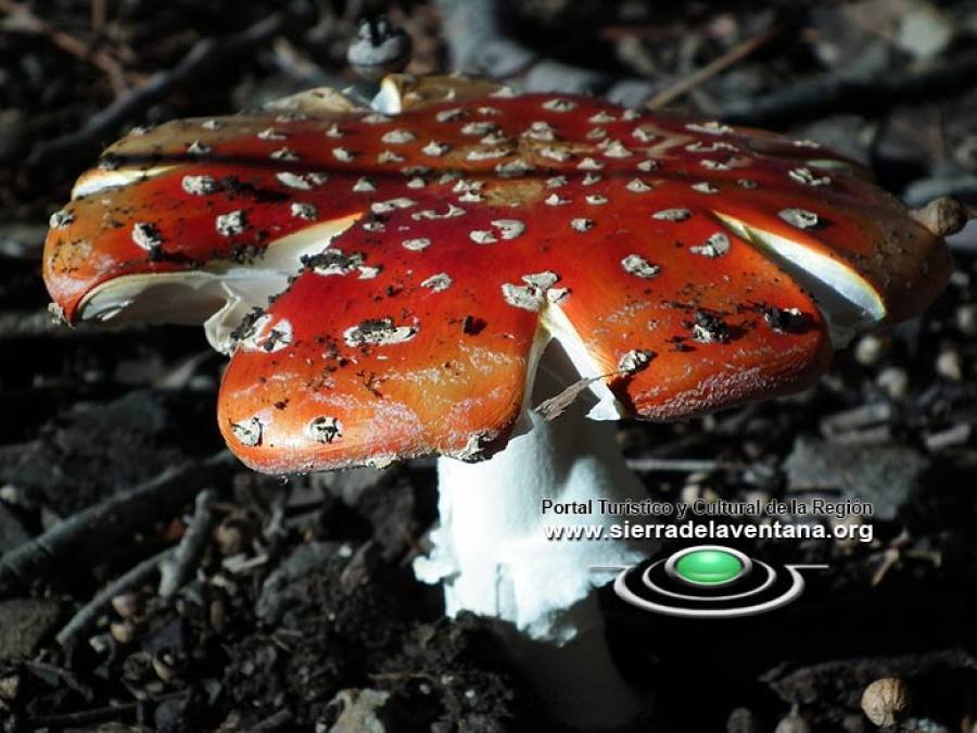 Amanita muscaria en las sierras de la ventana