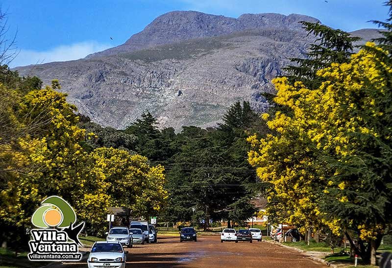 Aromos en Villa Ventana