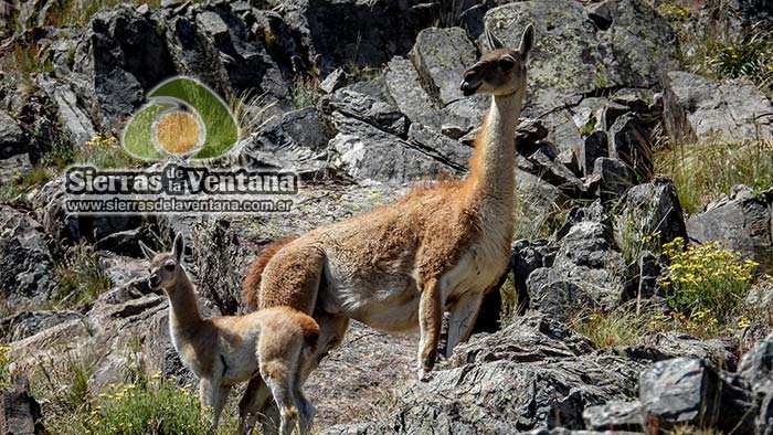 Guanacos en el Cerro Tres Picos