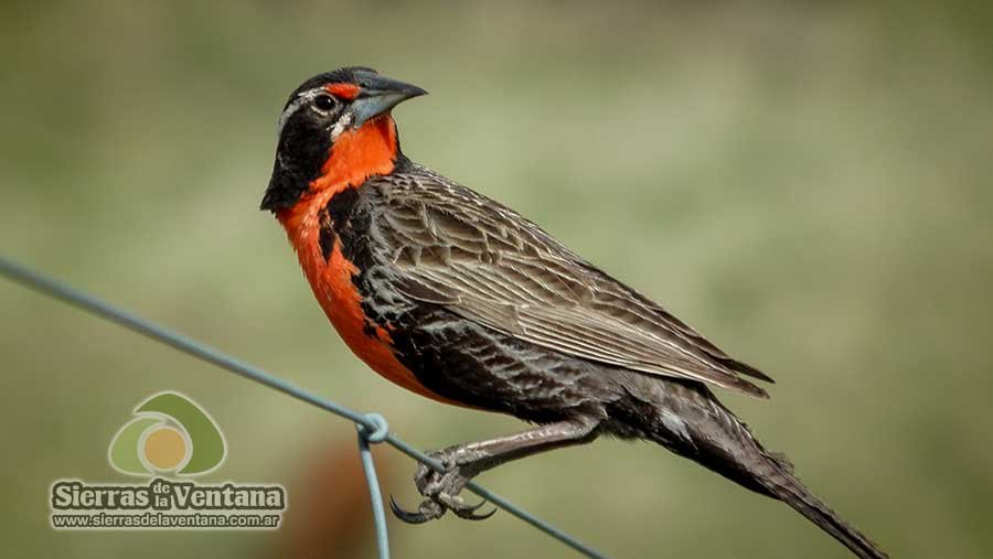 Loica Pampeana en Sierra de la Ventana