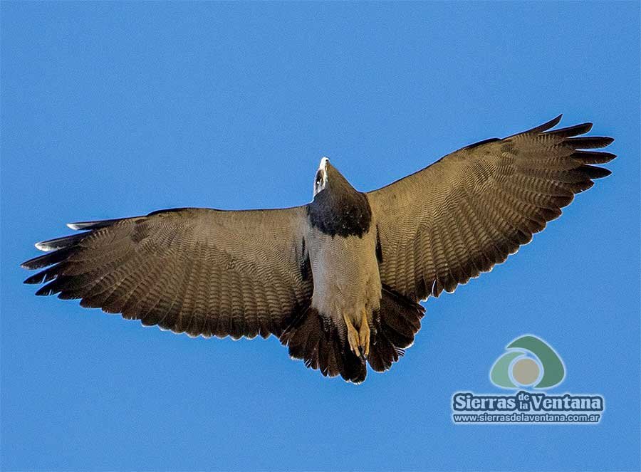 Águila Mora en Sierra de la Ventana