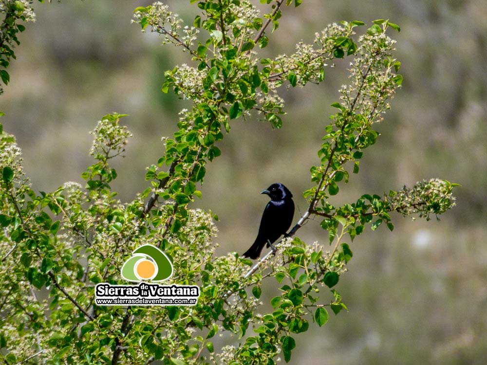 Golondrina en Villa Ventana