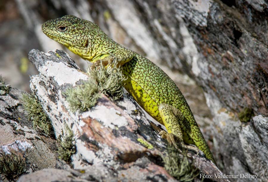 La Iguana de Cobre en Sierra de la Ventana