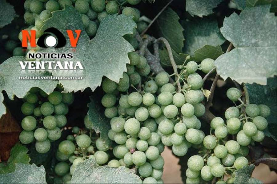 Fiesta Provincial de la Vendimia